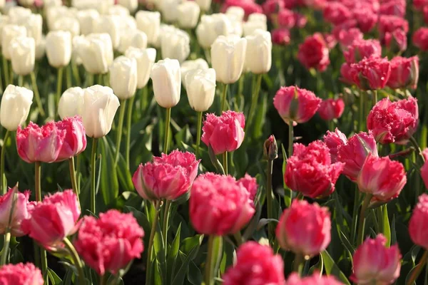 Mooie Kleurrijke Tulpen Groeien Bloembed — Stockfoto