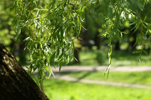 Krásná Vrba Strom Zelenými Listy Rostoucí Venku Slunečného Dne Detailní — Stock fotografie