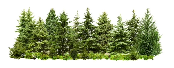 Beyaz Arka Planda Farklı Yeşil Ağaçlar Bitkiler — Stok fotoğraf