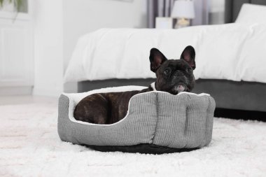 Sevimli Fransız Bulldog 'u köpek yatağında uzanıyor. Sevimli hayvan