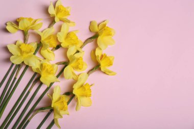 Pembe arka planda güzel sarı nergisler, düz uzanmış. Metin için boşluk
