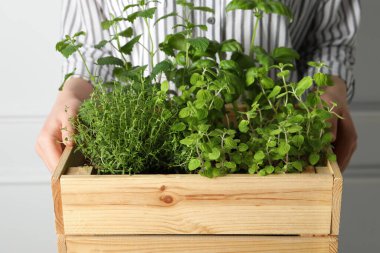 Elinde farklı aromatik otlarla ahşap sandık tutan kadın, yakın plan.
