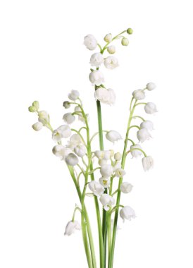 Vadinin güzel zambakları beyaz arka planda