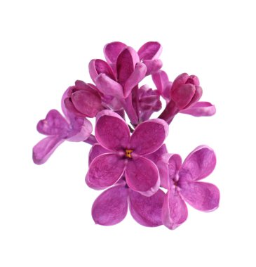 Beyaz arka planda güzel kokulu leylak çiçekleri