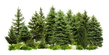 Beyaz arka planda farklı yeşil ağaçlar ve bitkiler