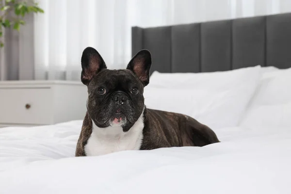 ベッドの上に寝そべっている立派なフレンチ ブルドッグ 可愛いペット — ストック写真