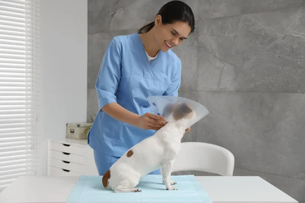 Veterinario Poniendo Collar Plástico Médico Jack Russell Terrier Perro Clínica — Foto de Stock