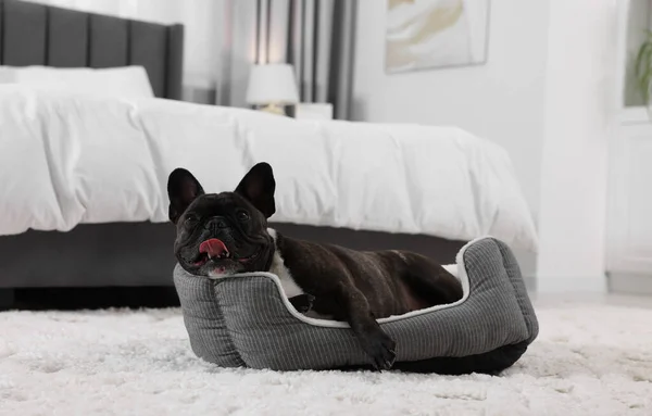 犬のベッドの上に寝そべっている愛らしいフランスのブルドッグ 可愛いペット — ストック写真
