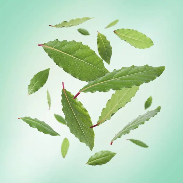 stock image Fresh bay leaves falling on light turquoise background