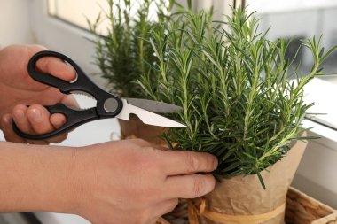 Pencere kenarında aromatik yeşil biberiye filizi kesen adam, yakın plan.