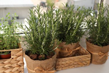 Pencere kenarındaki saksılarda yeşil biberiye