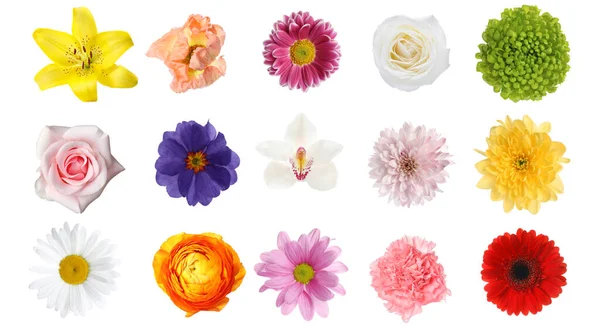 Set Van Verschillende Mooie Bloemen Witte Achtergrond — Stockfoto