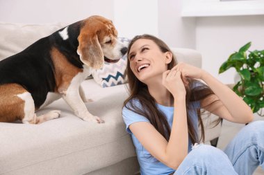 Evde sevimli Beagle köpeği olan mutlu genç bir kadın. Sevimli hayvan