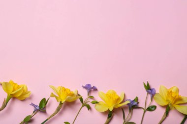 Güzel sarı nergis çiçekleri ve pembe arka planda mavi menekşe çiçekleri. Metin için boşluk