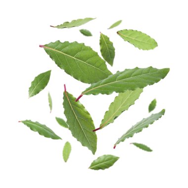 Beyaz arkaplana düşen taze körfez yaprakları