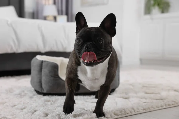 stock image Adorable French Bulldog in room. Lovely pet