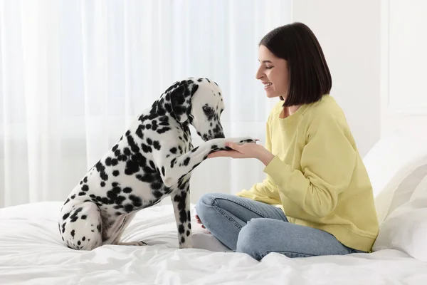 Schattige Dalmatische Hond Geeft Poot Aan Gelukkige Vrouw Bed Thuis — Stockfoto