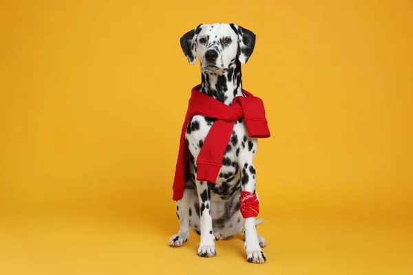 stock image Adorable Dalmatian dog with red sweatshirt and bandana on yellow background