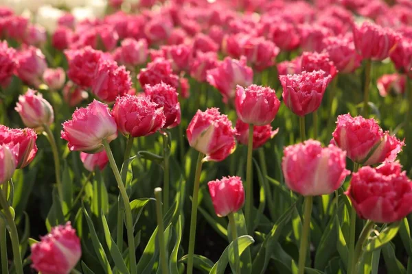 Belles Tulipes Colorées Poussant Dans Lit Fleurs — Photo