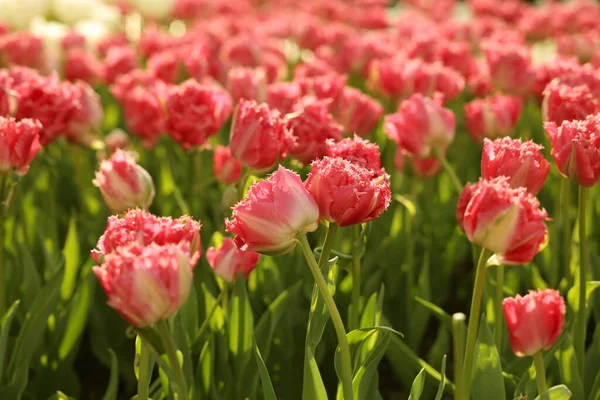 Красивые Цветущие Тюльпаны Растущие Клумбе — стоковое фото