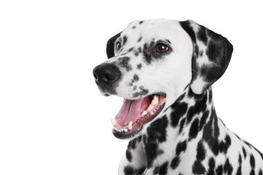 Adorable Dalmatian dog on white background. Lovely pet