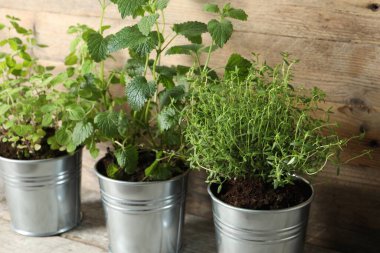 Ahşap masada farklı aromatik saksılar var.