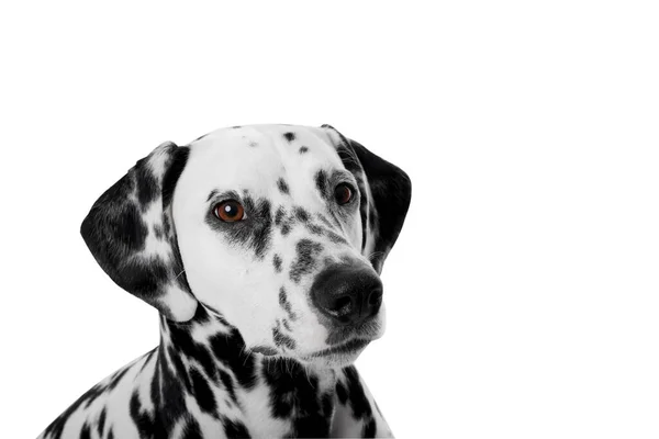 Cão Dálmata Adorável Fundo Branco Bonito Animal Estimação — Fotografia de Stock