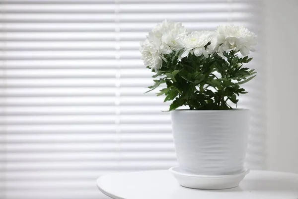 Schöne Chrysanthemenpflanze Blumentopf Auf Weißem Tisch Drinnen Raum Für Text — Stockfoto