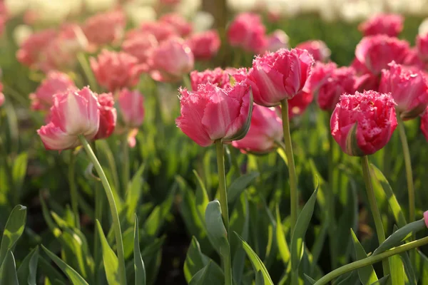 Belles Tulipes Colorées Poussant Dans Lit Fleurs — Photo