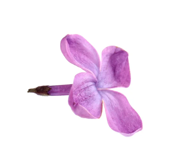 Belle Fleur Lilas Parfumée Isolée Sur Blanc — Photo