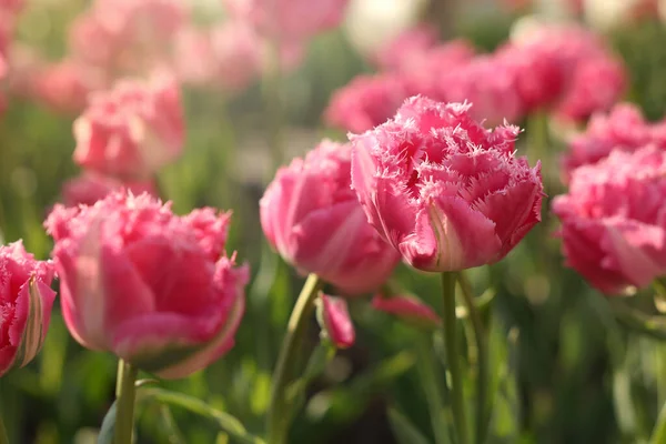 Mooie Kleurrijke Tulpen Groeien Bloembed Close — Stockfoto