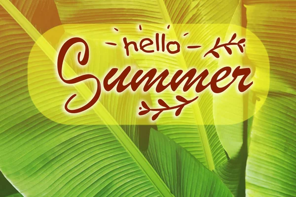 Hello Summer Inscription Sunlit Green Tropical Leaves Background — Stock Photo, Image