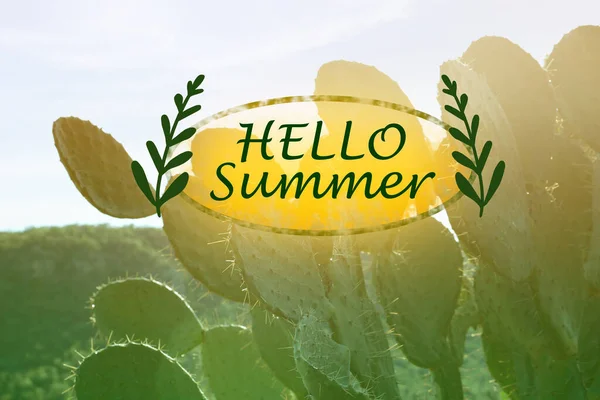 Hallo Summer Prachtig Uitzicht Cactussen Met Doornen Tegen Lucht — Stockfoto