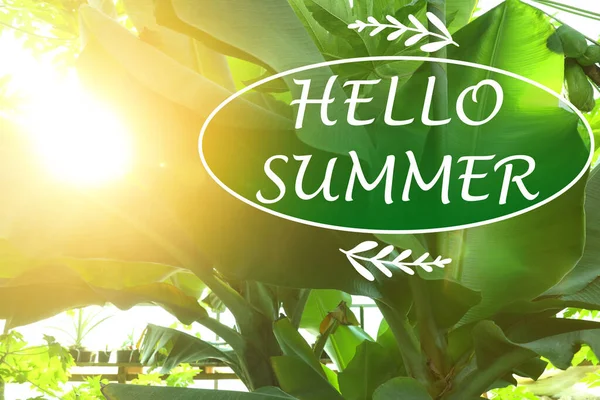 Hallo Summer Zon Schijnt Door Groene Bladeren Van Bananenboom — Stockfoto