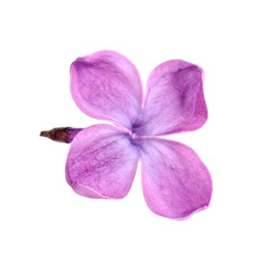 Beyaz tenli güzel kokulu leylak çiçeği