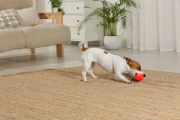Cute Jack Russell Terrier Playing Toy Home — Stock Photo, Image