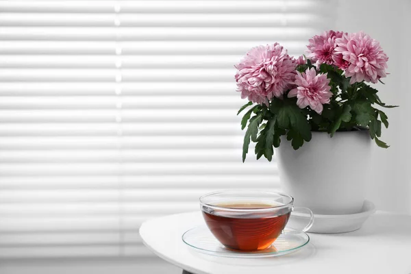 Beautiful Chrysanthemum Plant Flower Pot Cup Tea White Table Indoors — Stock Photo, Image