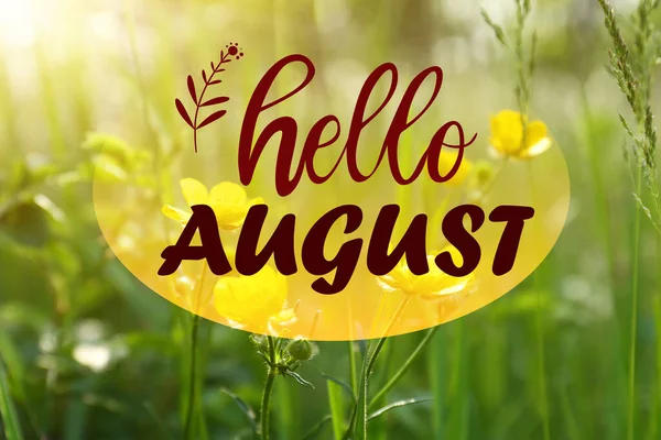 Hello August Beautiful Yellow Buttercup Flowers Growing Green Grass Outdoors — Stock Photo, Image