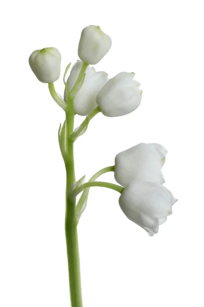 Lírio Bonito Flor Vale Fundo Branco — Fotografia de Stock