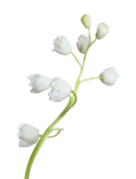Schöne Maiglöckchen Blume Auf Weißem Hintergrund — Stockfoto