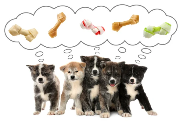 Dromen Traktatie Leuke Akita Inu Puppies Gedachte Wolk Met Geknoopte — Stockfoto