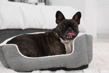 Sevimli Fransız Bulldog 'u köpek yatağında uzanıyor. Sevimli hayvan