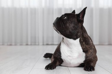 İçeride yerde yatan sevimli Fransız Bulldog 'u. Sevimli hayvan
