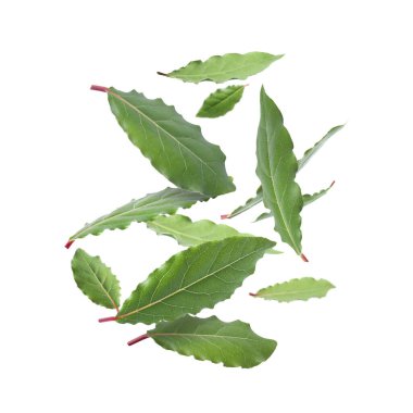 Beyaz arkaplana düşen taze körfez yaprakları