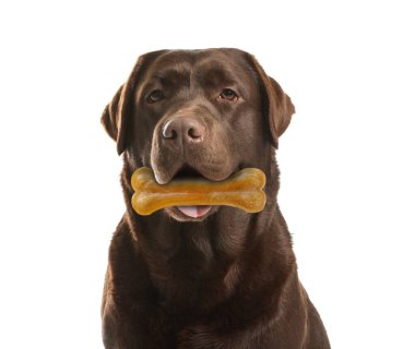 Tatlı Labrador Retriever köpeği beyaz arka planda sakız kemiği tutuyor.