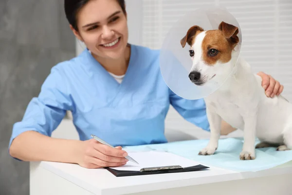 Klinikte Veteriner Jack Russell Terrier Köpeği Plastik Tasma Takıyor — Stok fotoğraf