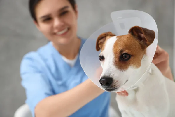 獣医はジャック ラッセル テリアの犬にグレーの背景に医療用プラスチック製の襟をつけ ペットに焦点を当てています テキストのスペース — ストック写真