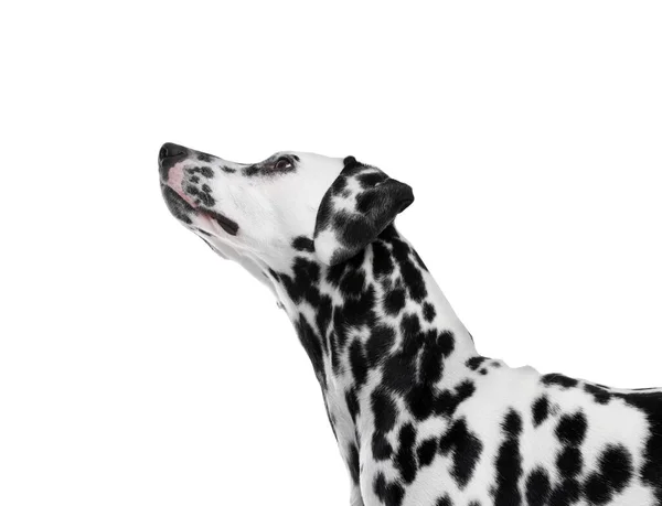 Adorable Dalmatian Dog White Background Lovely Pet — ストック写真