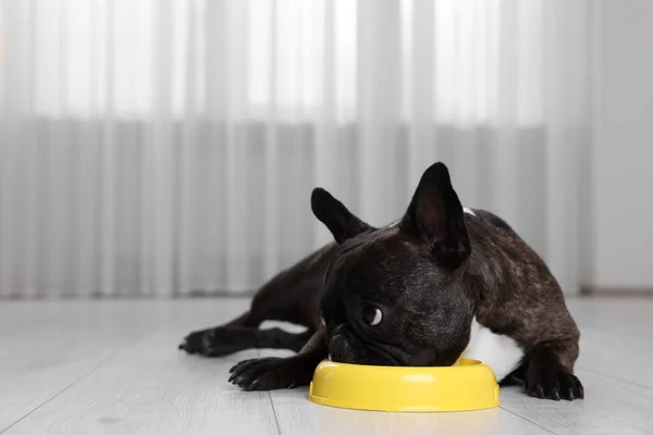 Adorable French Bulldog eating from yellow bowl indoors. Lovely pet