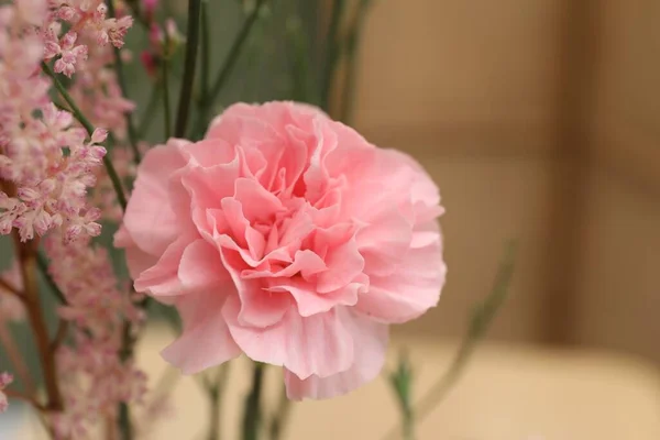 Beautiful Pink Flowers Blurred Background Closeup — Stock Photo, Image